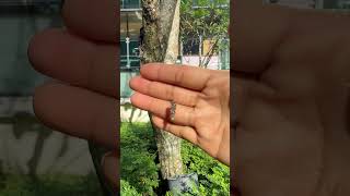 caterpillar cocoon hanging #cocoon