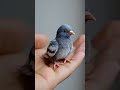 Baby Piegon Kabutar Asmr Asian Girl Model Ai prompt trending trend short movie sora veo3 gemini #ai