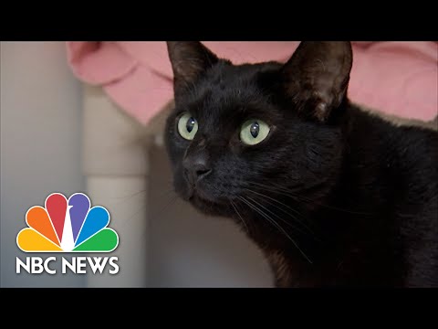 Cat Found At Boston Airport After Being Lost Three Weeks Ago