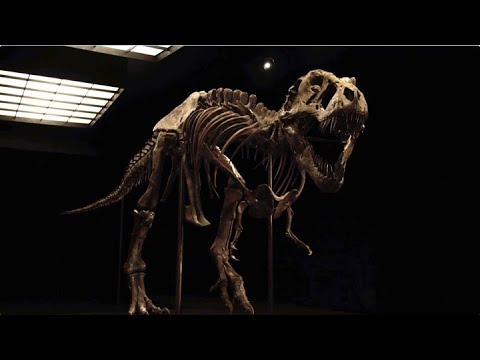 A Closer Look at STAN, One of the Most Complete T. Rex Skeletons | Christie's