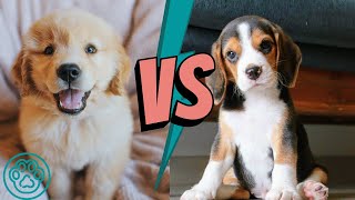 Golden Retriever vs Beagle  Which One Is Best For You?