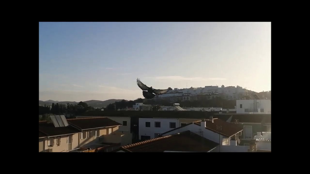 Los Laudinos Sevillanos no vuelan ..........¿?