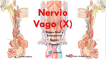 ¿Existe alguna prueba para detectar daños en el nervio vago?