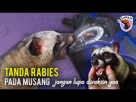 Video: Rabies Di Musang
