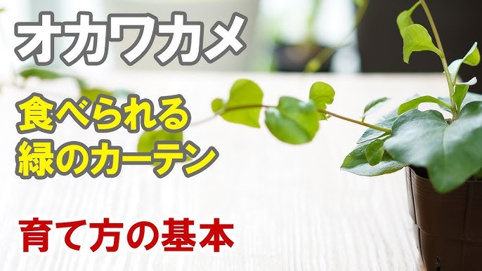 セントポーリアの育て方 カインズ花図鑑 Youtube