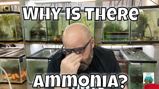 Ammonia, how did did it get in my tank!