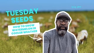 How to Grow Watermelon in Cooler Weather