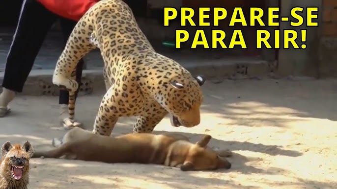 VIDEOS ENGRAÇADOS 2021 TROLLANDO CACHORROS 😱😄 