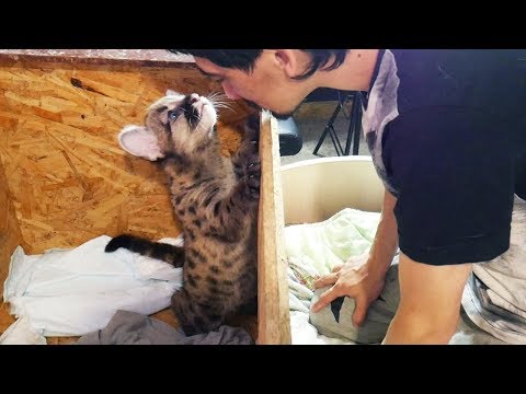 КОРОЧЕ ГОВОРЯ, КУПИЛ ПУМУ / О покупке котёнка горного льва