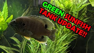 Microfishing Gorgeous Sunfish for My Fish Tank!! (Tank Update!)