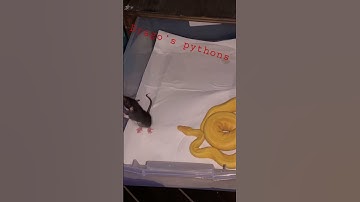 Ball Python strike #subscribe #livefeeding #python #rat #breeding #snake #shorts