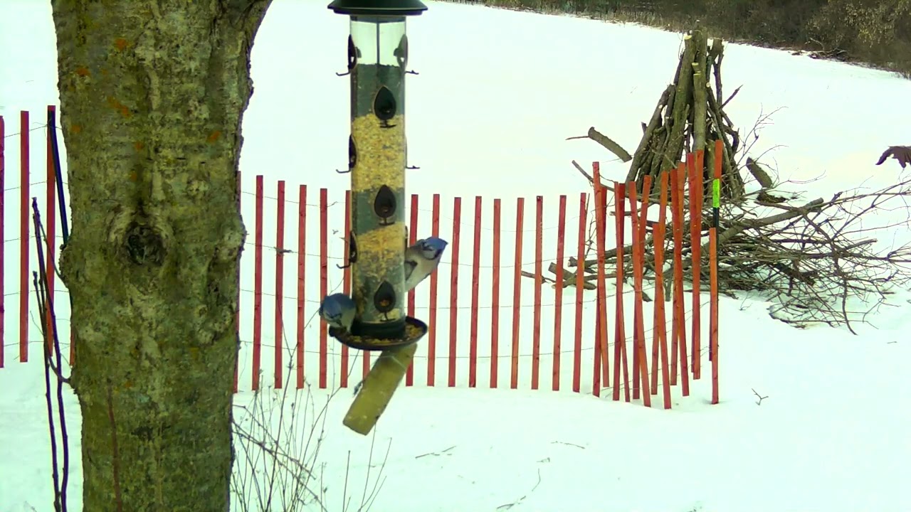 Rear feeder is finally looking correct    Feb 8