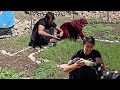 "Nomads in Nature: The Tale of Love and Unity in the Chavil Family "