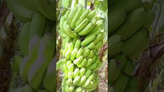 Gujarat #india #banana #farming #vegetables #fruit #agriculture #super #funny #loading #spreading