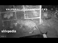 Valparai leopard attacks compilation