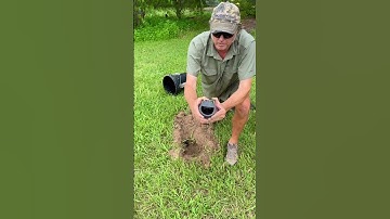 Finally a gopher trap that works