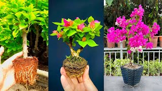 + 07 Techniques for Propagating, Grafting Bougainvillea branches most effective