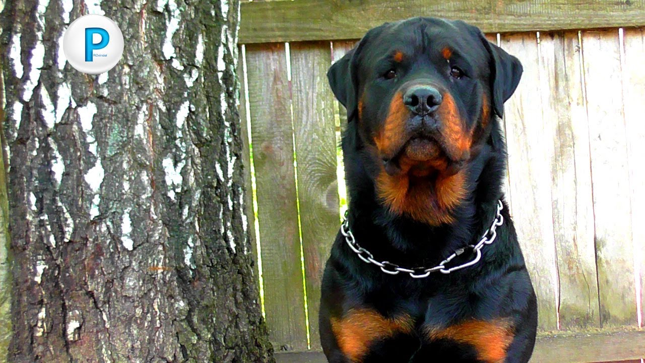 ротвейлер и кусочек фарша Rottweiler and a piece of minced meat - YouTube
