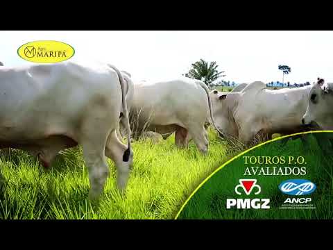 2º TOP PRODUÇÃO AGRO MARIPÁ - Chamada