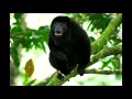 Singe hurleur de guyane