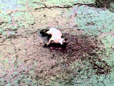 Кошку сбила машина / cat hitted by car