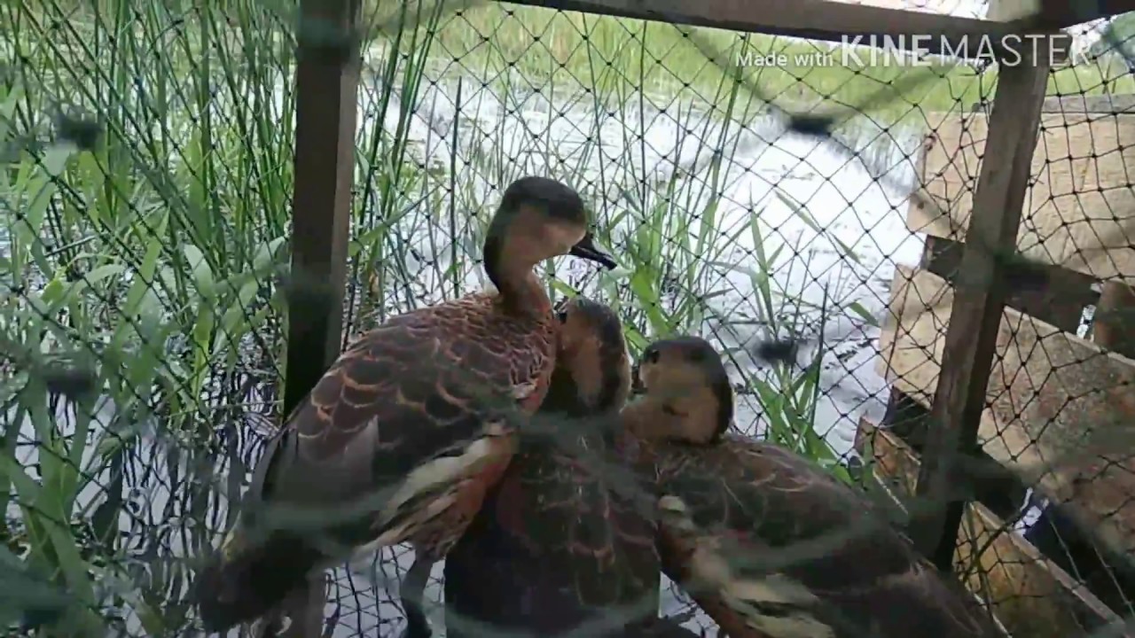 2 Jenis Burung Belibis Yang Terancam Punah Youtube