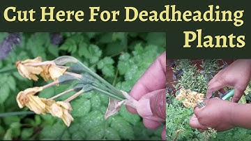 Deadheading Daffodils: A Guide to Spring Garden Care - Where to cut?