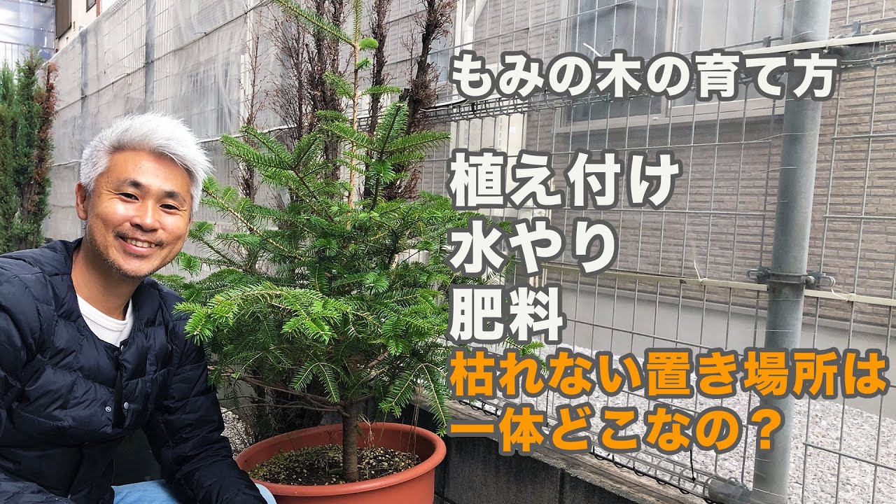 もみの木の育て方 植え付け 水やり 置き場所 枯れる原因 本物のモミの木でクリスマスツリー Youtube