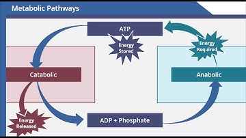 Metabolic Pathways
