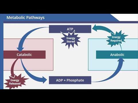 Video: I metabolic pathways quizlet?