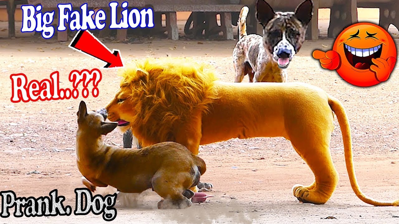 prank lion vs dog must watch funny video will make you laugh YouTube