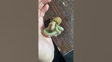 😳See this amazing Hermit Crab Transformation #shorts