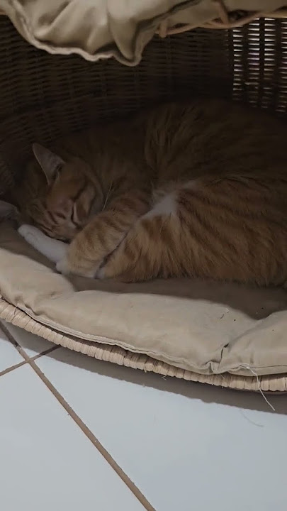 Eehh..diomeli manehh baang..🤣😂 #cat #shortvideo #funny #funnycats #shorts #short #fypシ゚viral