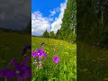 Kukkaketoja