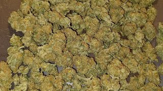 Critical x Animal Cookies final weight. Solux 350 medical marijuana grow.  Ripper seeds