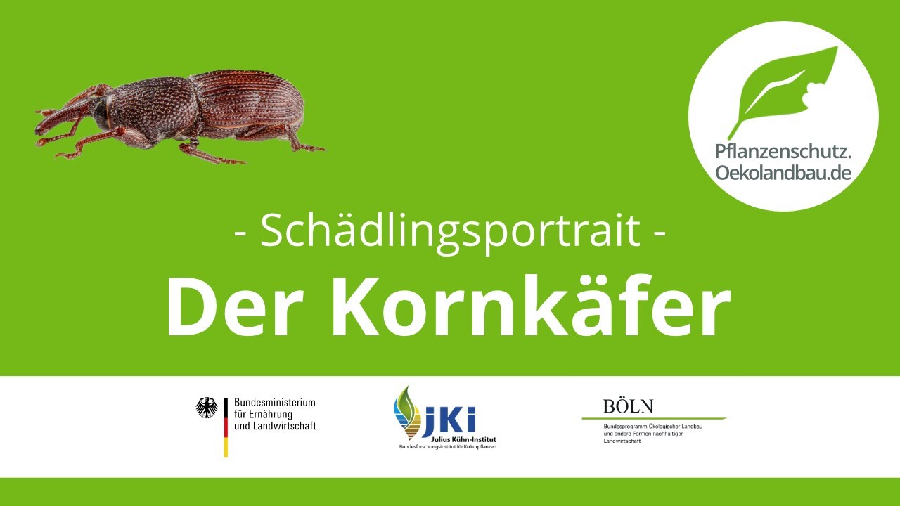 Kornkäfer - pflanzenschutz.oekolandbau.de - Schädlingsportrait