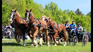 Тежковозни коне и четворка впряг от Арбанаси 2023
