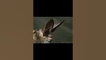 серый ушан
