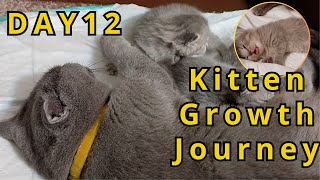 Kitten Growth Journey _ Day 12 Mama Elizabeth Cares for Her Kittens