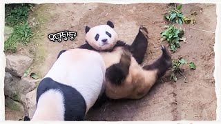 (SUB) A Baby Panda Fights With Mommy!│ Panda Family🐼