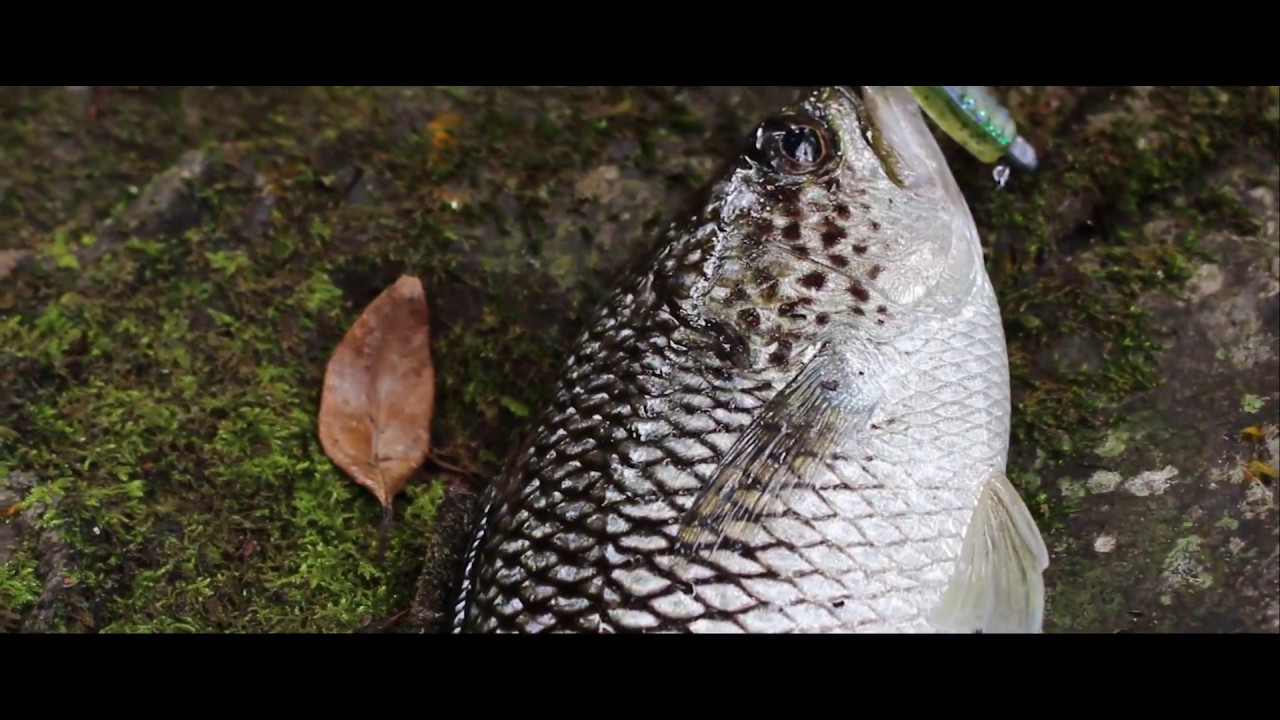 Jungle Perch Fishing 