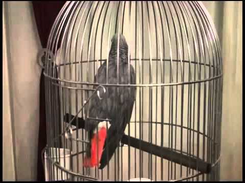 COMO ENSEÑAR A HABLAR A UN LORO.