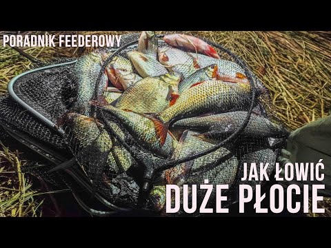 Wideo: Jak Złapać Płoć