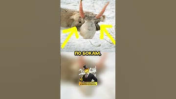 ДУШНИЛА В ШОРТС №25