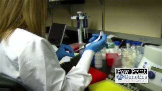 Paw Print Genetics New Commerical