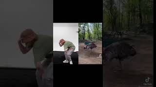 Thumbnail for Smac vs Emu. w/ Stanley @useless_farm #shorts30  #shorts #emu #animals #animaldancer #viralshorts