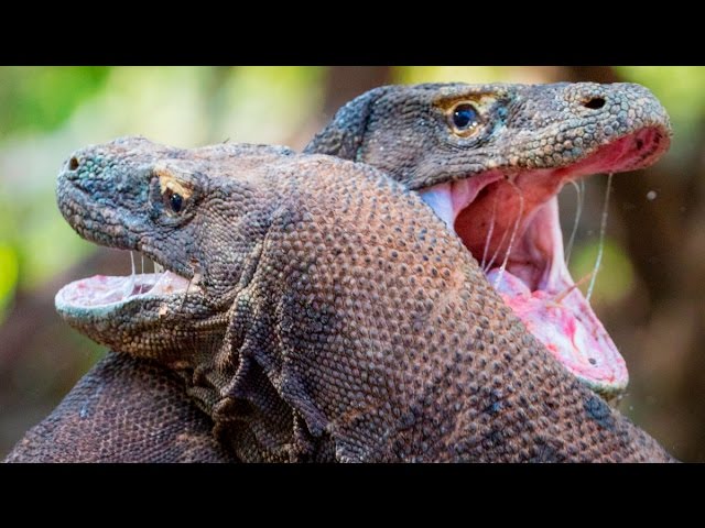 В Индонезии живут «драконы» и под их кожей есть слой брони. Как защищаются крокодилы и другие пресмыкающиеся? Фото.