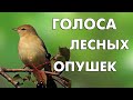 16 голосов лесных опушек (Птицы России) / Мини-определитель #ГолосаПтиц