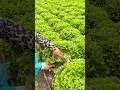 How Crisp Iceberg Lettuce is Harvested and Packed Right in the Field#satisfying