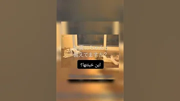 تأدية صوت يابانية للقطط كاجي و سوغيتا سان في دعلية لشركة باناسونيك Shorts Voice Actor اشتراك Cats 